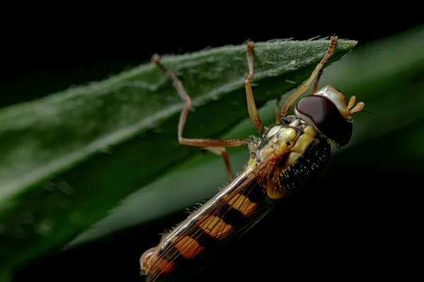 Vista Cerca Los Insectos Naturaleza —  Fotos de Stock