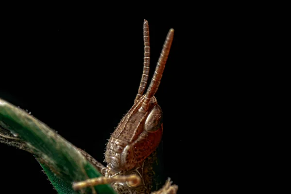 Closeup Grasshopper — Stock Photo, Image