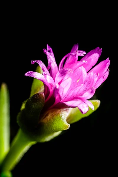 Закрыть Вид Фиолетовый Цветок — стоковое фото