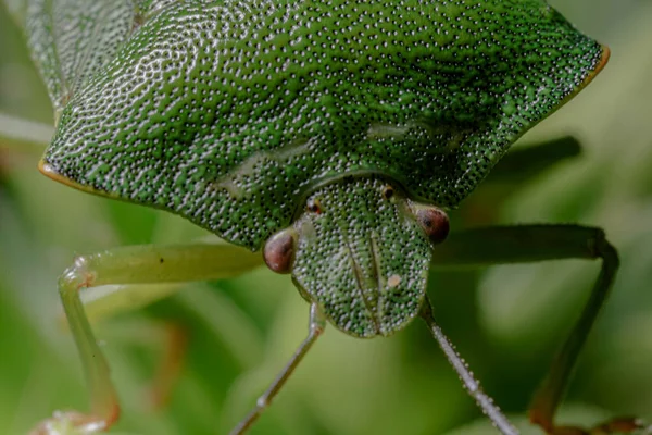 Close Insect Garden — 스톡 사진