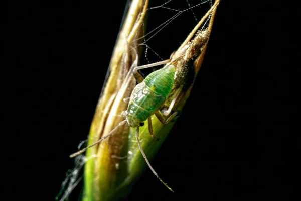 Close Macro Insect Green Leaf — 图库照片