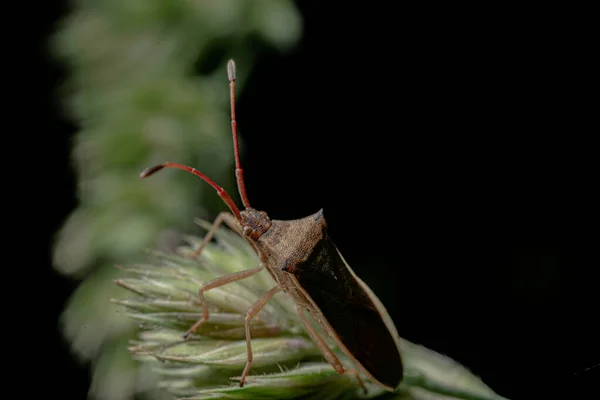 Yeşil Bitki Arka Planında Bir Böceğin Yakın Plan Görüntüsü — Stok fotoğraf