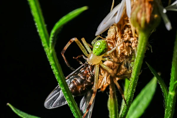 Närbild Skott Fluga Insekt Ett Grönt Löv — Stockfoto