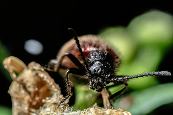 Beautiful Insect Bug Flora — Stock Photo, Image