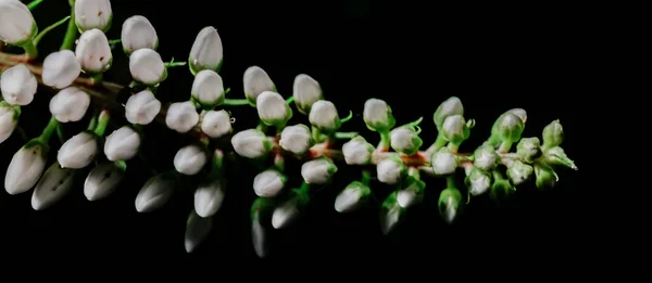 Λευκό Λουλούδι Πράσινο Φόντο — Φωτογραφία Αρχείου