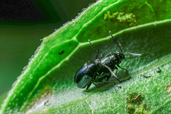 Böceğin Makro Görünümü — Stok fotoğraf