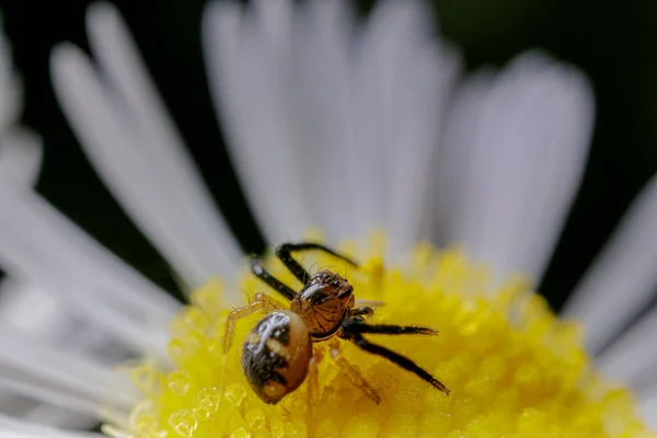 Makro Einer Kleinen Spinne Auf Einer Blume — Stockfoto