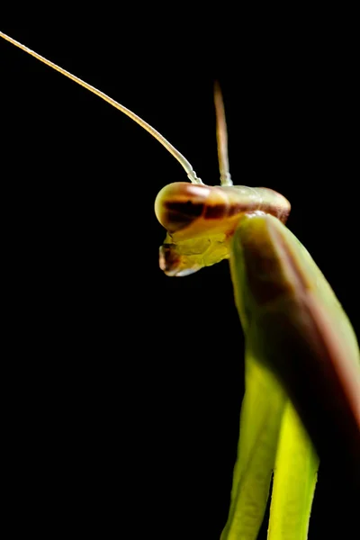 Vista Perto Mantis — Fotografia de Stock