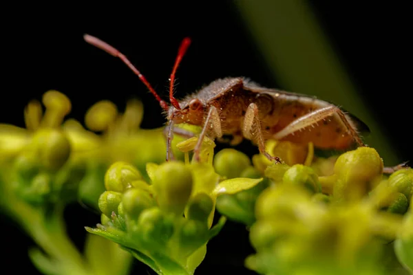 Nahaufnahme Von Insekten Freier Natur — Stockfoto