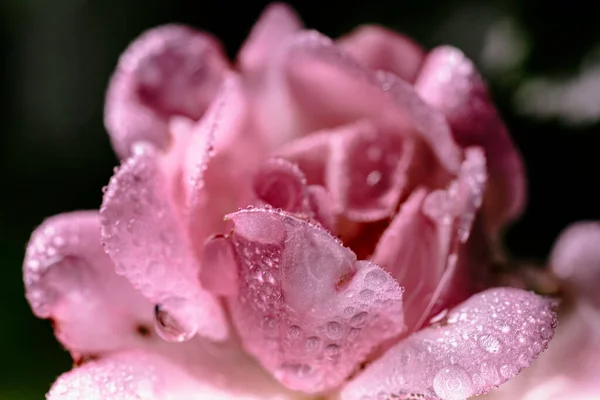 Macro Shot Beautiful Pink Roses Dew Drops — Φωτογραφία Αρχείου