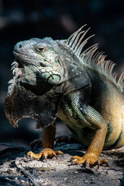 Egzotik ve iguananın güzelliği. Güzel renkler görülebilir.