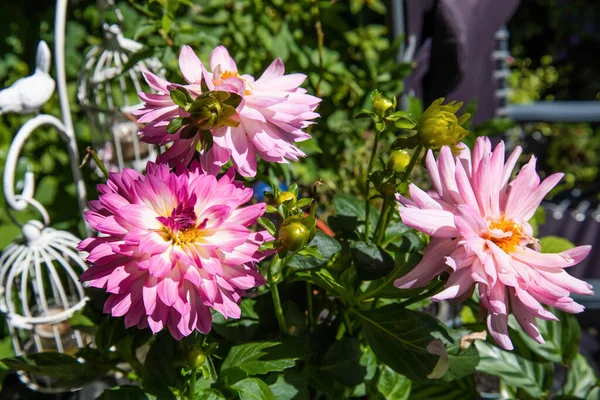 Beautiful pink dahlias in the garden on a sunny day. High quality photo