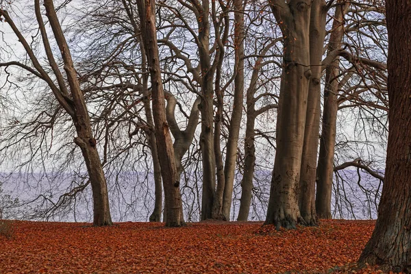 Sea autumn landscape. Trees without leaves. Bare trees. High quality photo
