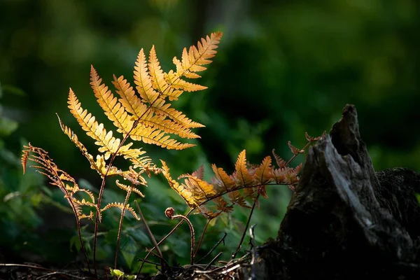 Akşam güneşiyle aydınlanan altın eğrelti otuna yakın yeşil orman arka planına karşı izole edilmiş altın saat hiç kimse