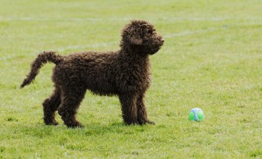 Çikolata renkli köpek yavrusu yeşil çimlerin ve bahar güneşinin arasında parkta oynuyor.