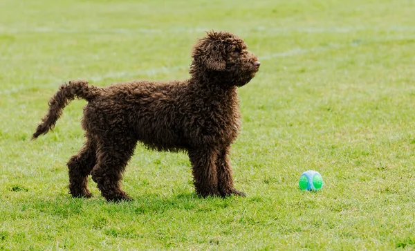Çikolata renkli köpek yavrusu yeşil çimlerin ve bahar güneşinin arasında parkta oynuyor.