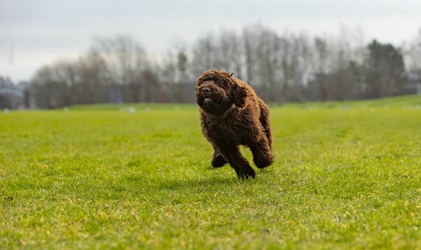 chocolate coloured  poodle puppy dog playing in the park among the green grass and spring time sun