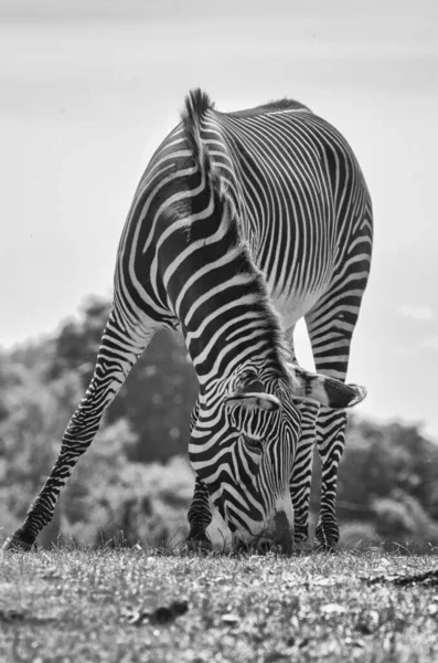 Zebra Animale Testa Giù Mangiare Erba Bianco Nero — Foto Stock