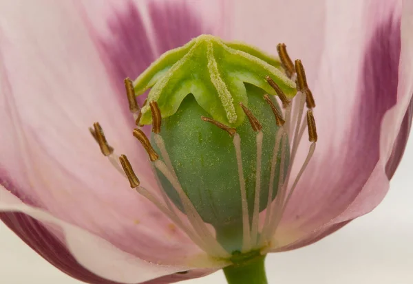 Makro kaplama haşhaş çiçeği stigma ve stamen sanatını gösteriyor