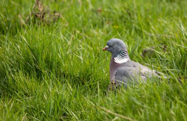 Kolomb palumbus otların üzerinde oturuyor.