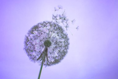 Karahindiba ve tohumlar, mor renkli heykelin etrafını sarar.
