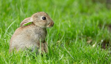 Yavru tavşan canlı yeşil çimenlerin üzerinde sıcak güneşin tadını çıkarıyor.