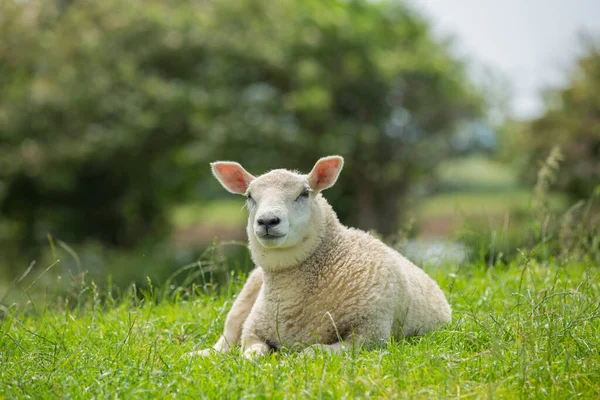 Güneşli bir günde çimenlerde oturan merino kuzusu Devon İngiltere