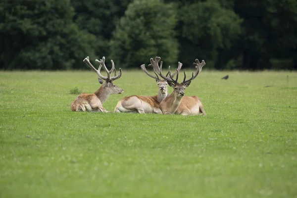 Red Deer Stags Sitting Vibrant Green Parkland — Stock Photo, Image