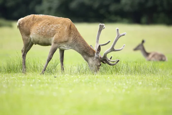 Canlı yeşil parklarda kırmızı geyik.