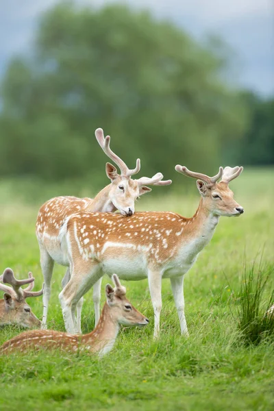 Fallow Deer Herd Vibrant Green Parkland — Stock Photo, Image