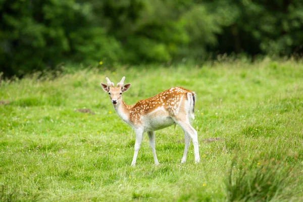 Damhert Fawn Genietend Van Late Herfst Zon Een Cheshire Deer — Stockfoto