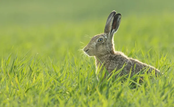 Европейский Коричневый Заяц Lepus Europaeus Сидя Прямо Поле Пышной Зеленой — стоковое фото