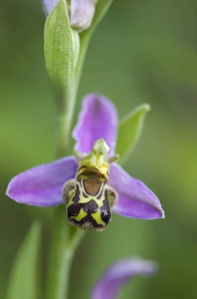 Arı orkidesinin makro fotoğrafını kapatın, yeşil arkaplandan izole edilmiş opryler.