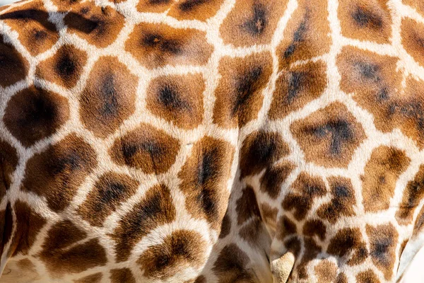 Gros Plan Motif Détaillé Sur Une Girafe Africaine Girafe Camelopardalis — Photo