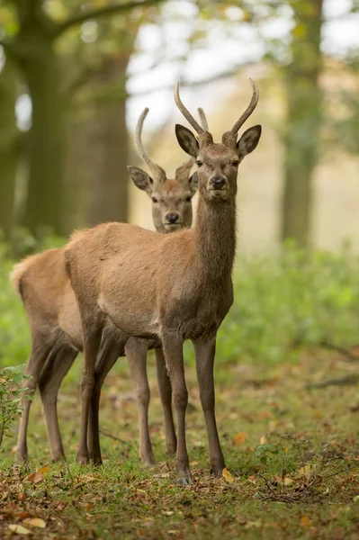 Sika Deer Cervus Nippon Изолированный Остального Мира Время Осенней Колючки — стоковое фото
