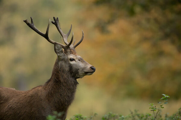 Sika deer cervus nippon isolated from background during the autumn rut