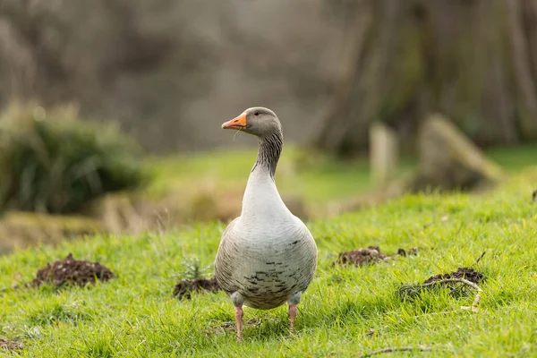 Grey Lag Goose Anser Anser Preening Walking Puddle Water Side — Stock Photo, Image