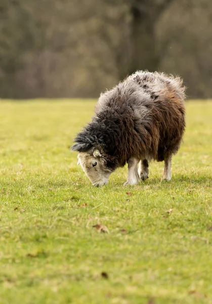 Jacob koyunları otlaklarında ot yiyorlar.