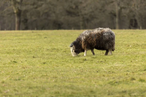 Jacob Schapen Ras Eten Gras Hun Paddock — Stockfoto