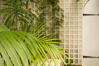 Botanik bahçesindeki yeşil bitkiler. Panoramik pencerede güneş ışığı. Taze doğal arka plan.