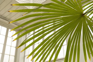 canlı yeşil palmiye yaprakları çerçevenin köşesinden yayılıyor
