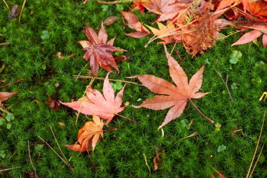Canlı altın sonbahar yaprakları yeşil arka plandan izole seçici odaklı sıcak tonlarda