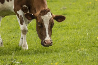  Kahverengi ve beyaz inek taze yeşil çimlerde otluyor.