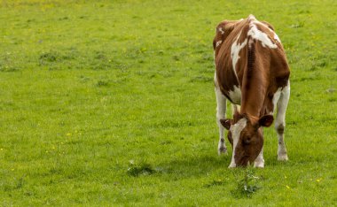  Kahverengi ve beyaz inek taze yeşil çimlerde otluyor.