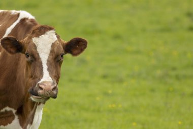  Kahverengi ve beyaz inek taze yeşil çimlerde otluyor.
