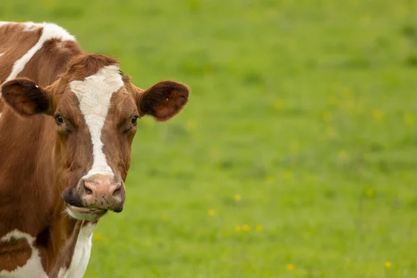  Kahverengi ve beyaz inek taze yeşil çimlerde otluyor.
