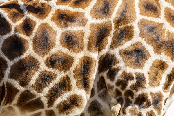 Peau Girafe Cuir Véritable Avec Des Taches Brun Clair Foncé — Photo