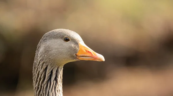 Kaz Kafa, turuncu gagalı bir kaz kafasının yakın plan görüntüsü..