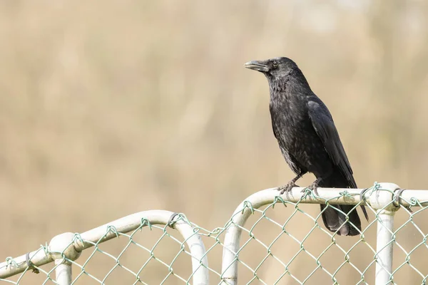 Carrión Cuervo Corvus Corone Pájaro Negro Encaramado Valla Metal Mirando —  Fotos de Stock