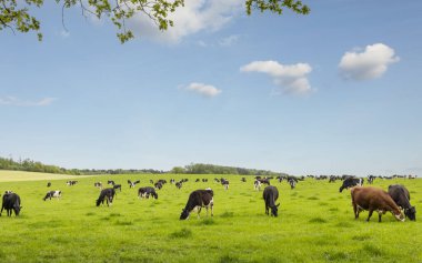 Beaumaris 'in kuzey Galler' deki yeşil bir tarlada küçük bir sığır sürüsü.